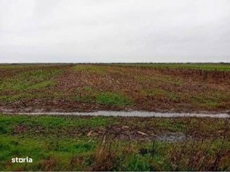 Teren extravilan Mogosani, ID: R2868327 - 4