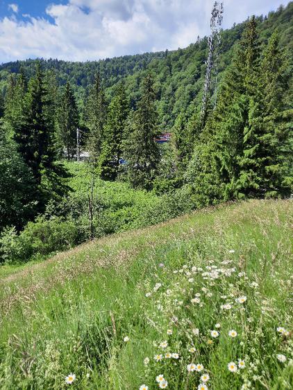 Teren de 3836 mp, în Malul Ursului