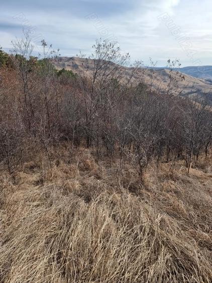 Teren de 25000 mp, în Vintilă Vodă