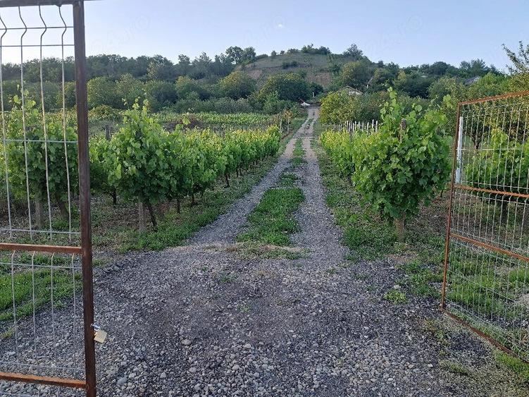 Teren de 1300 mp, în Tileagd