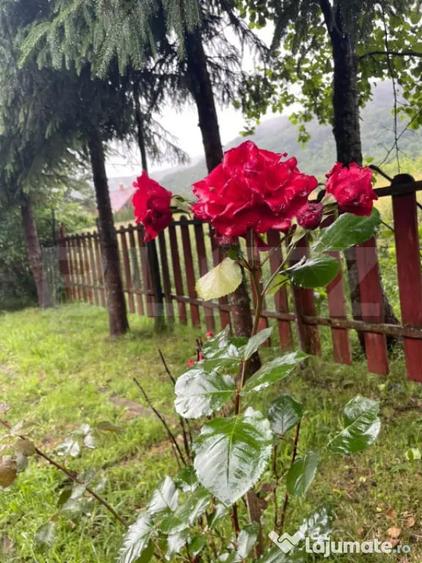 Casă cu 3 camere cu Teren 2460 Mp în Câmpu Cetății