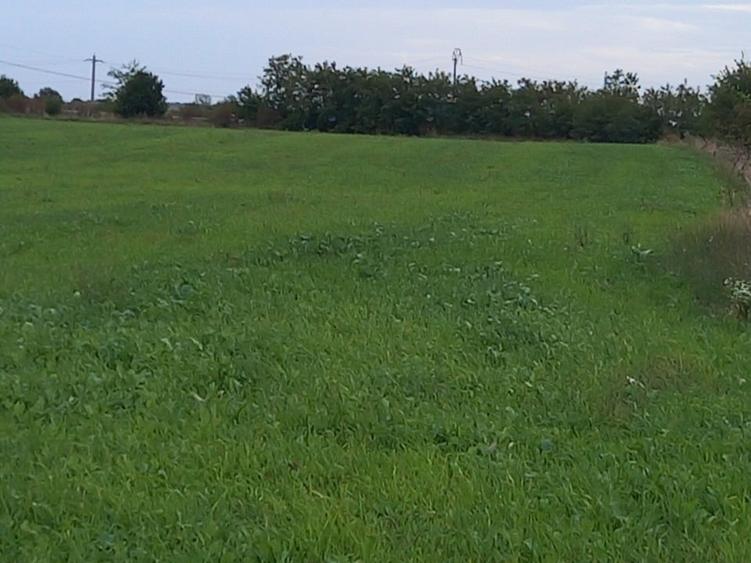 Teren agricol intravilan de 10000 mp, în Bolintin-Deal