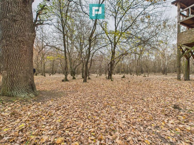Teren extravilan de 5000 mp, în Periam