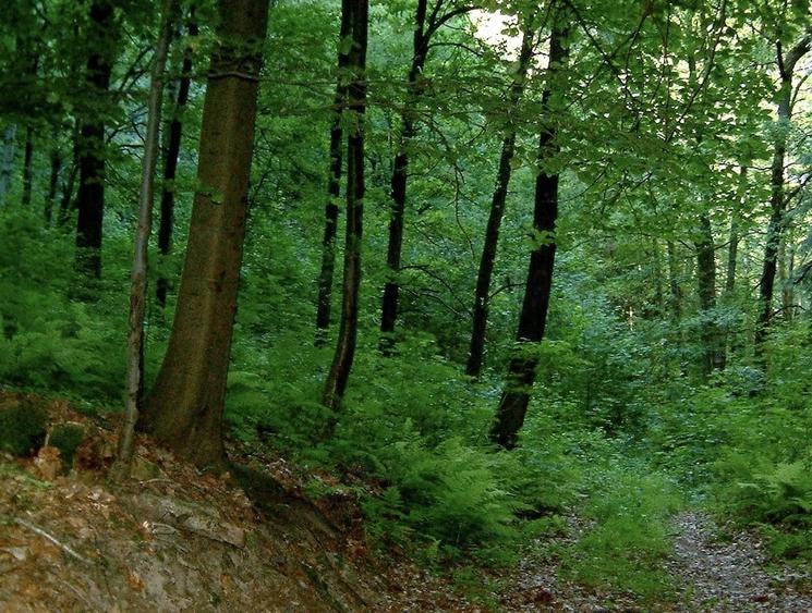 Teren de 25000 mp, în Central