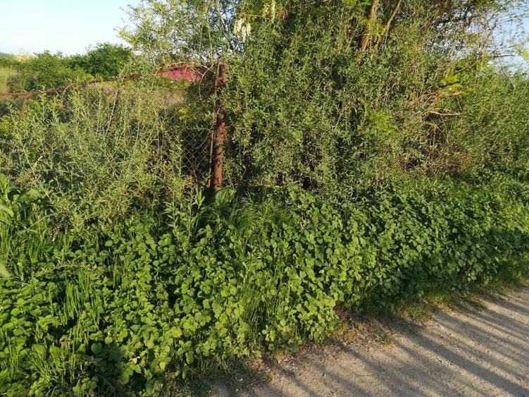 Teren intravilan de constructii, Chiscani, St - 2200 mp, deschidere 50 m - 4