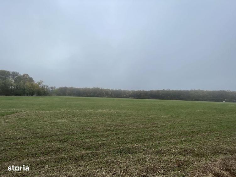 9400 mp | Ideal pentru investitie | Tunari | Deschidere la padure - 5