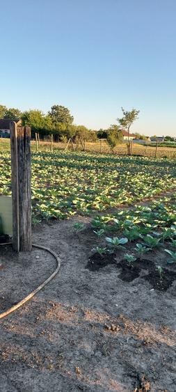 Casa de vanzare comuna Socodor - 5