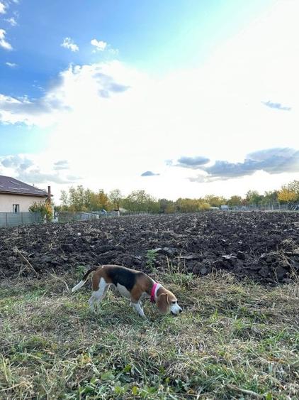 Teren intravilan casa Alexeni Ialomita - 3