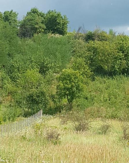 Parava, sat Dragusani, teren 4800mp, la asfalt - 5