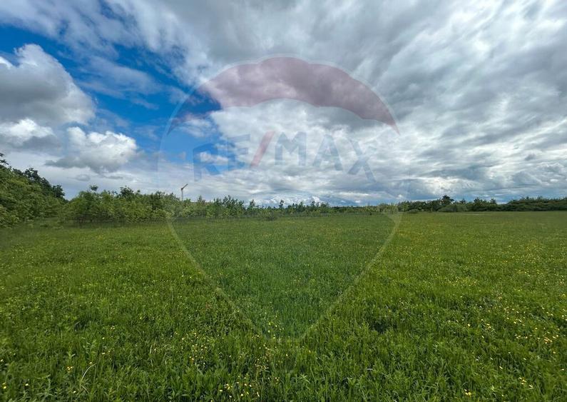 Teren 4,000mp Cicarlau / Strada Principala intravilan - 3