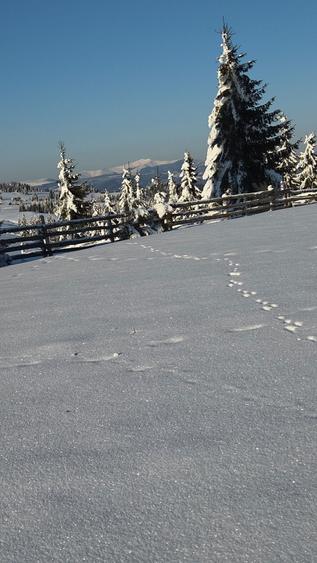 Teren Piatra Fantanele - 2