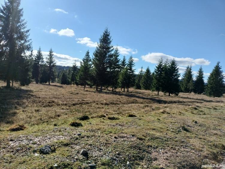 Teren de 1000 mp, în Beliș