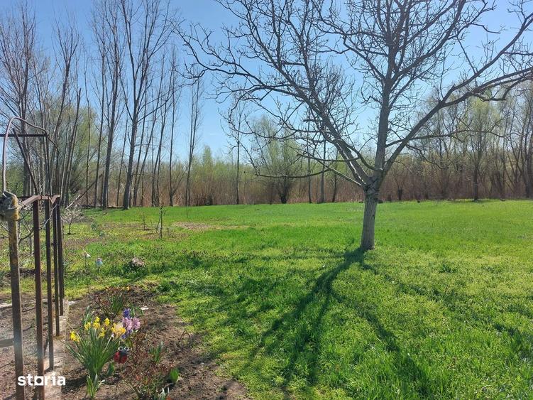 Oaza de liniste cu izvor natural si padurice - 3800 mp in Mastacani - 1