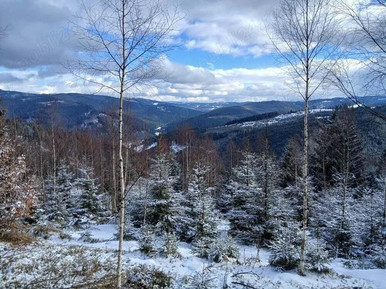 PF, Vand 1,5 ha teren zona Mestecanis, Suceava, Bucovina - 2