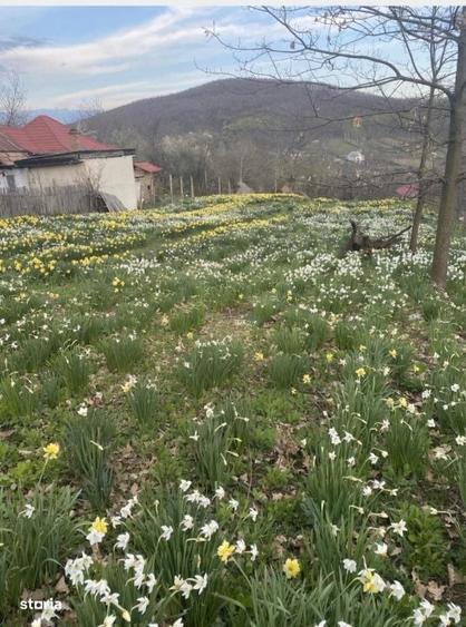 Casă cu 3 camere cu Teren 1397 Mp în Ștefănești