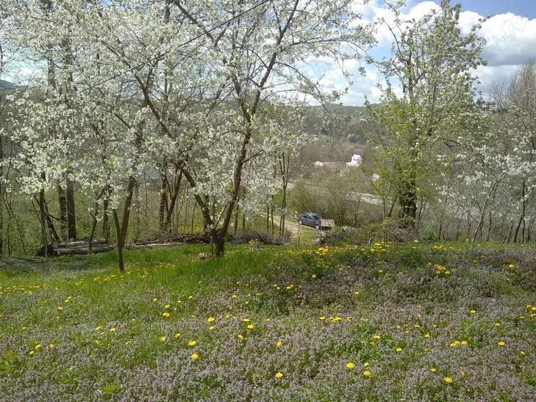 Casa de vanzare - teren 2357 mp in comuna Pietrari - 9