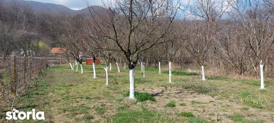 Teren intrare Herculane,E 70 Herculane-Orsova - 5