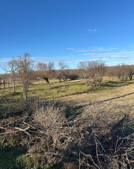 Teren- intravilan in DELTA- loc BALTENII DE JOS - 9