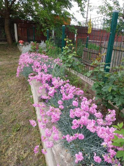 Vand vila an 2017 judet Buzau - 1