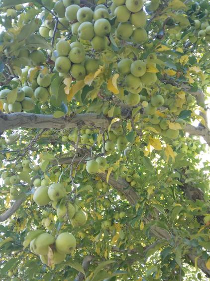 Vand teren, parte livada-parte intravilan. - 4