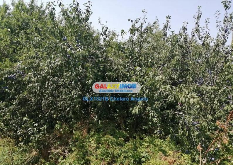 Com. Toporu,jud.Giurgiu,casa batraneasca si teren 2000 mp,ut - 4