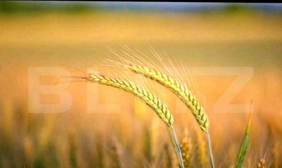 Teren agricol extravilan, 1585 Ha, zona Valea Muresului - 1