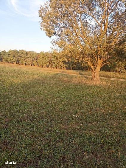 De vanzare teren extravilan in Arcus - 6