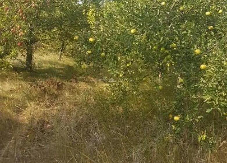 Teren la 35 km de Bucuresti - Izvorani - Ciolpani - 8