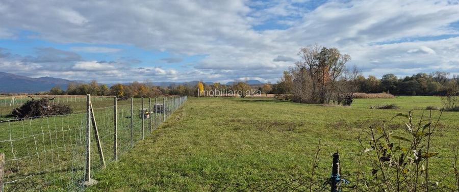 Chechis, 27 ari teren intrav.