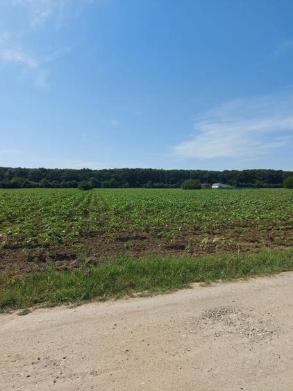 Snagov-Ghermanesti, teren intravilan, 8500mp, la padure - 3