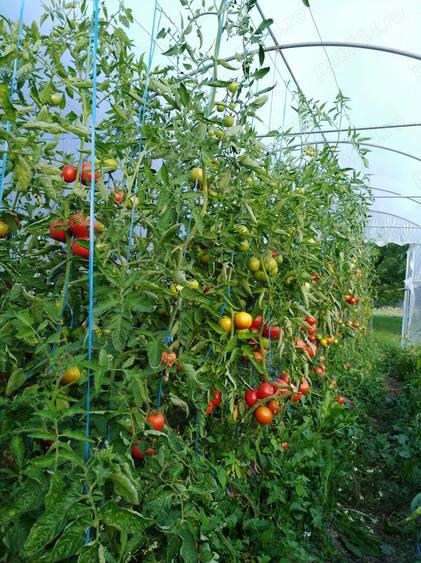 Vand Casa 5 camere, 3 bai, P+M, 1800mp, 390000euro - 4