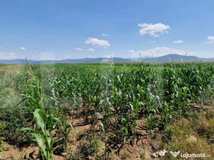 ???? Teren de vanzare, partial intravilan Izvor, Tarlu - 3