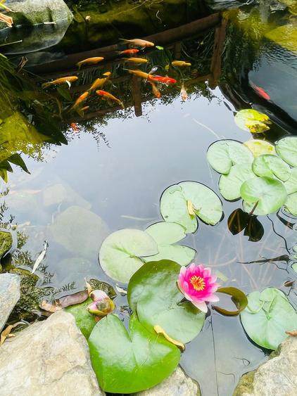 Casa moderna in Balotesti, 4 cam, 3 bai, curte superba 730 mp, 0% comision - 21