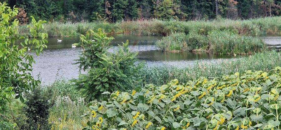 DE VANZARE Teren agricol 4500mp Moara Vlasiei - 1
