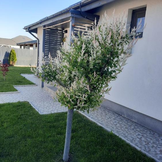 Vanzare proprietate - 1