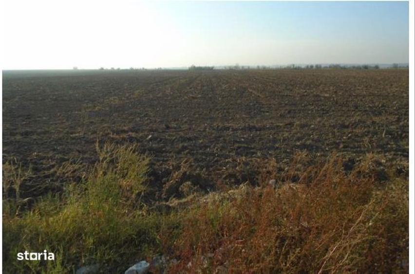 Teren intravilan arabil-com. Dumbrava, jud. Timis - 3