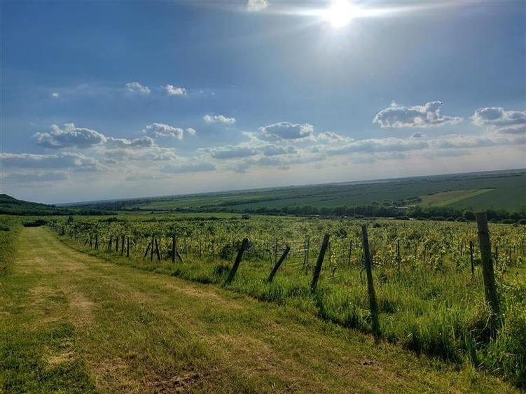 PRET REDUS!!! Proprietate viticola ecologica in zona Siria - 2