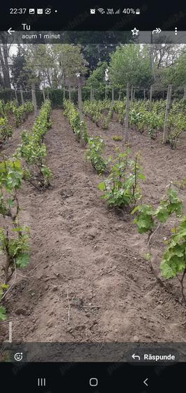 Casa centru Daneti, 80mp, curte si gradina 3.000 mp, apa + curent - 3