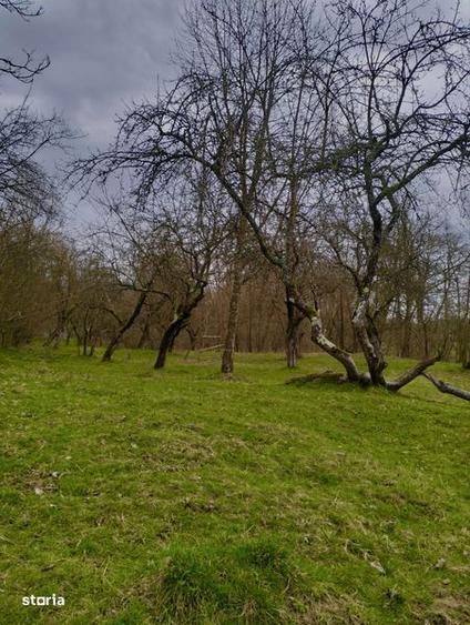 Ocazie! Vand teren Curtea de Arges glamping/ casa vacanta/ pensiune - 2