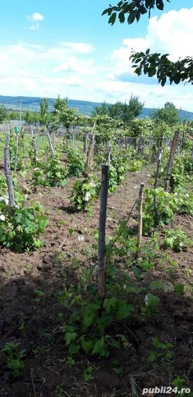 Vand casa batraneasca cu mult teren sat Tarsa, com Stangaceaua, judetul Mehedinti - 1