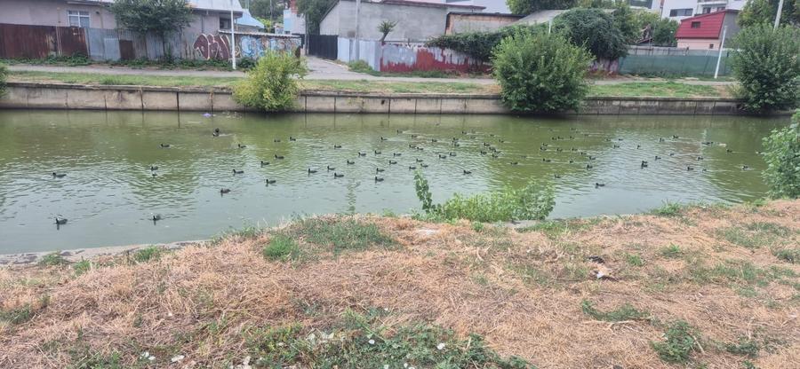 Teren Colentina - Maior Bacila - Canalul Colentina - 8