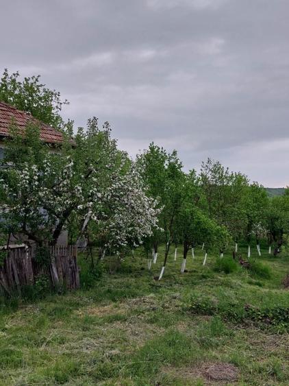 Vand casa cu gradina - 6