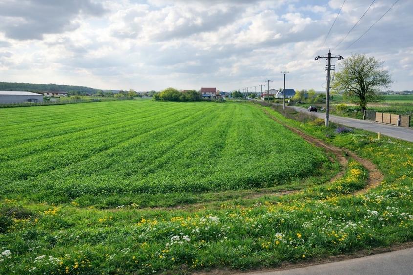 Teren intravilan 7.811 mp | Ciolpani, Ilfov | Acces drum public - 6