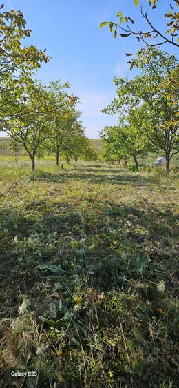 Livada nuci .5800mp - 4