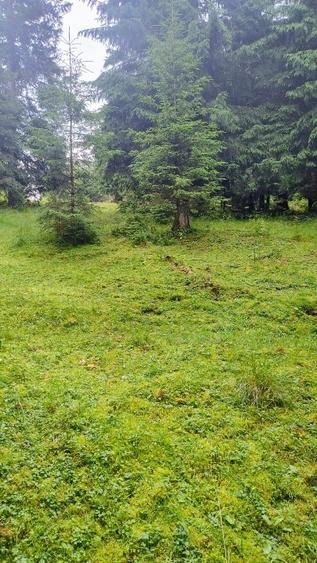 Teren intravilan de 1370 mp, în Băișoara