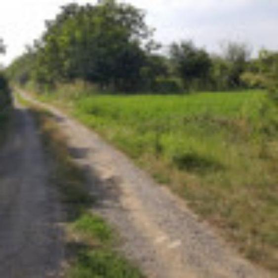 1 ha teren agricol la Cosoveni judetul Dolj - 1