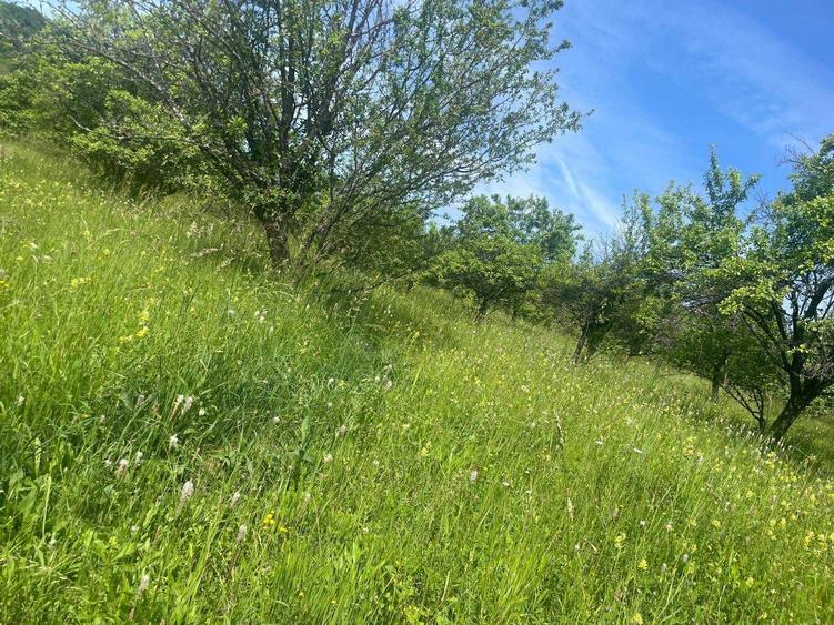 Teren de vanzare, peisaj superb, aproape de autostrada Pitesti-Sibiu - 5