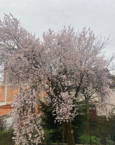 Vila de vanzare, 520 mp, zona Orasul Vechi - 2