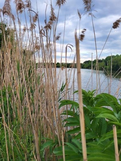 Reședință de colecție pe malul lacului/ Arhitectură neoromânească 2051 mp, teren - 3