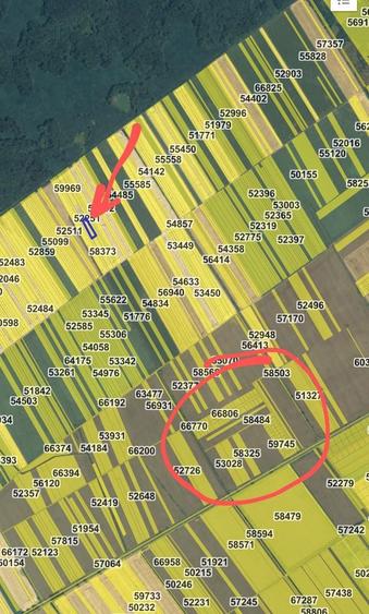 Teren intravilan 2000 mp Buftea langa padure puz cartier case vecin - 1